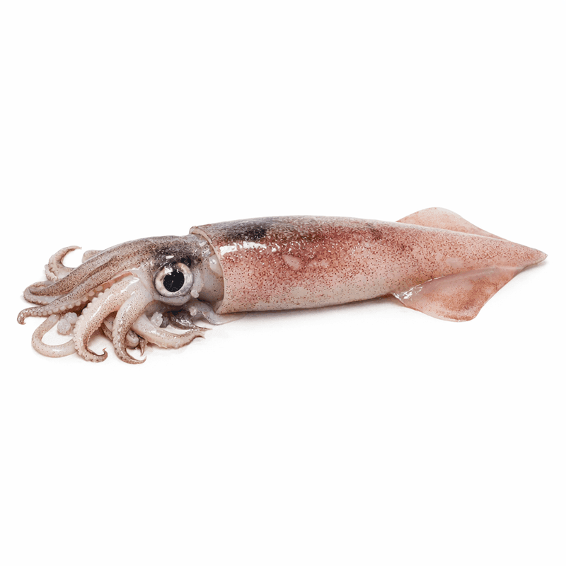 Calamari